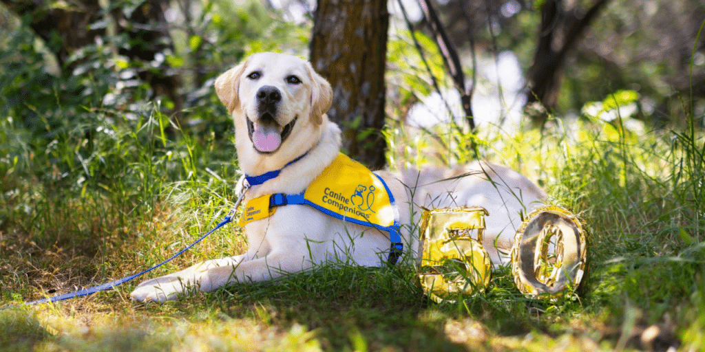 A happy Labrador retriever wearing a yellow harness with "Canine Companions" text is lying in grass, next to gold-colored number "50" decorations.