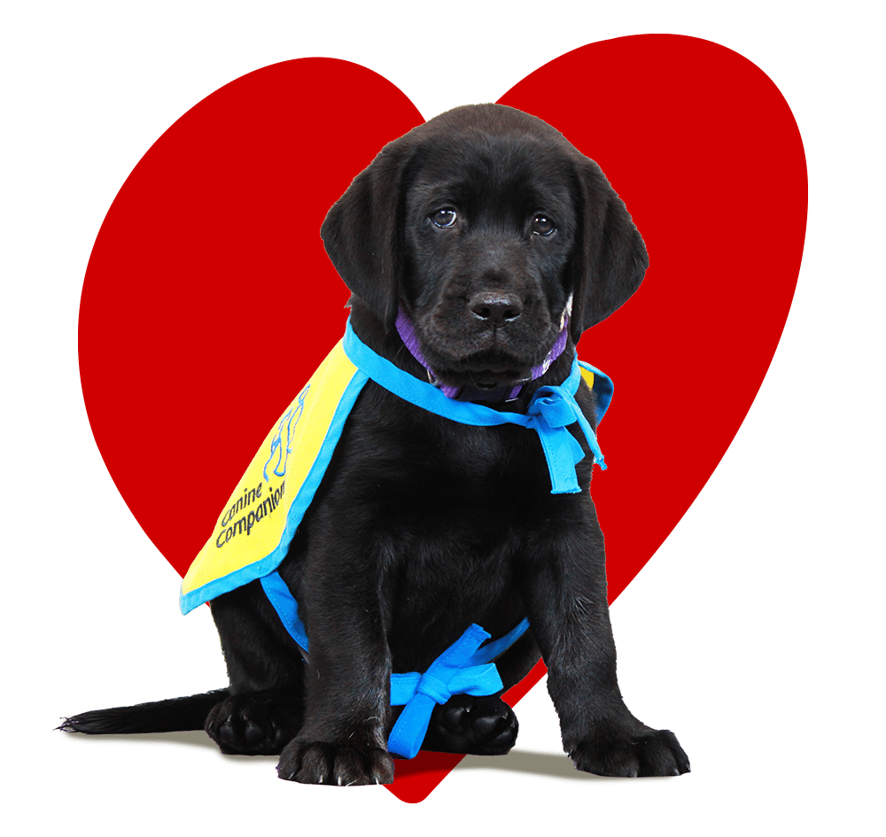 A black Labrador puppy wearing a yellow vest with blue straps sits in front of a large red heart background.