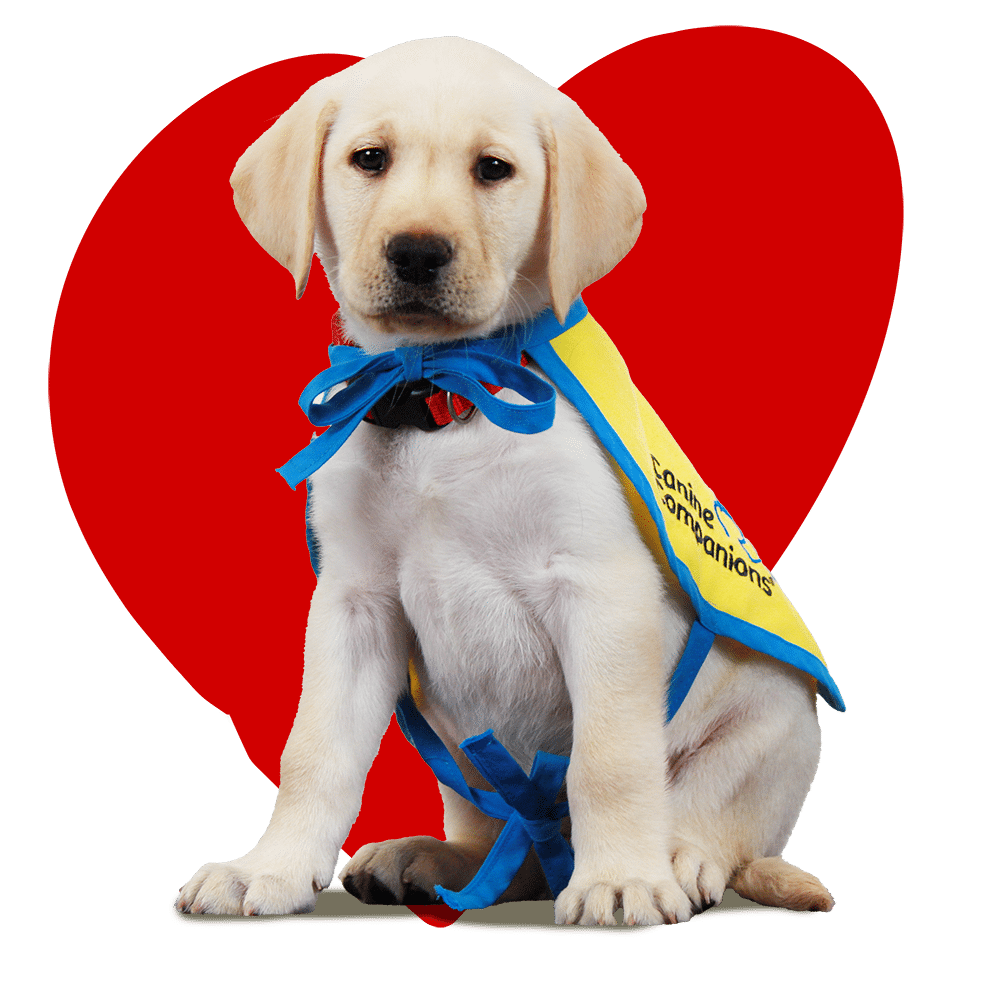 A light-colored Labrador puppy wearing a yellow cape with blue ribbons, sitting in front of a large red heart background.