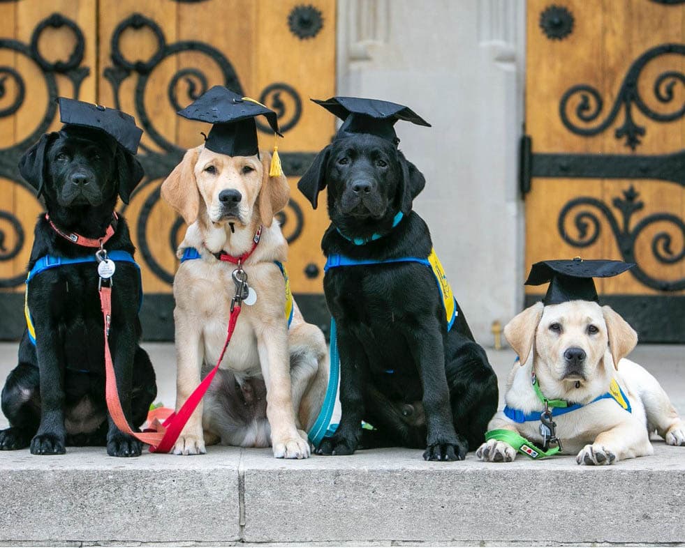 Four dogs wearing graduation caps are posed together in front of a wooden door. They are sitting in a line, each wearing a harness with different colors. The dogs are a mix of black and yellow labradors.