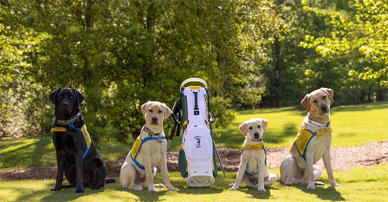 Four service dogs are sitting on a grassy area next to a golf bag, surrounded by trees.