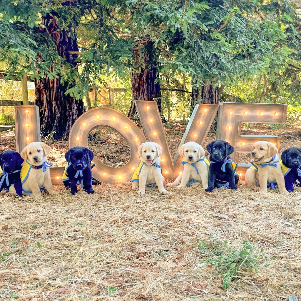 A group of eight puppies, four black and four yellow, are sitting in front of a large, illuminated sign that spells "LOVE." The puppies are wearing colorful bandanas and are arranged in a single row on a grassy area with trees in the background.