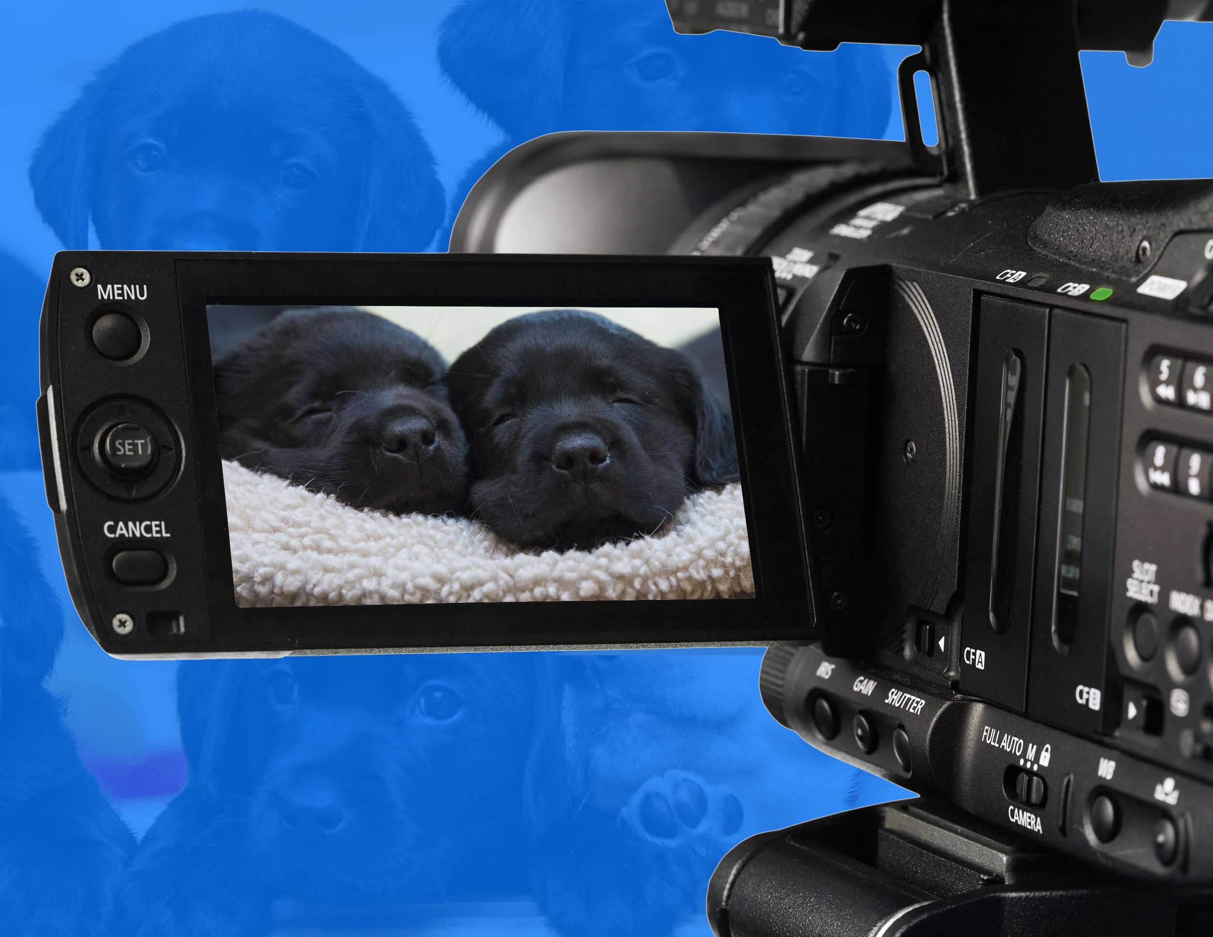 A video camera displays a close-up view of two sleeping black puppies on its screen, with the camera positioned against a blue background featuring faint images of more puppies.