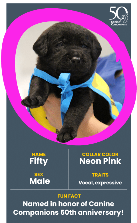 A black Labrador puppy named Fifty wearing a blue collar, set against a colorful background. The image includes details of the puppy's characteristics, such as its male gender and traits of being vocal and expressive, alongside a fun fact celebrating Canine Companions' 50th anniversary.