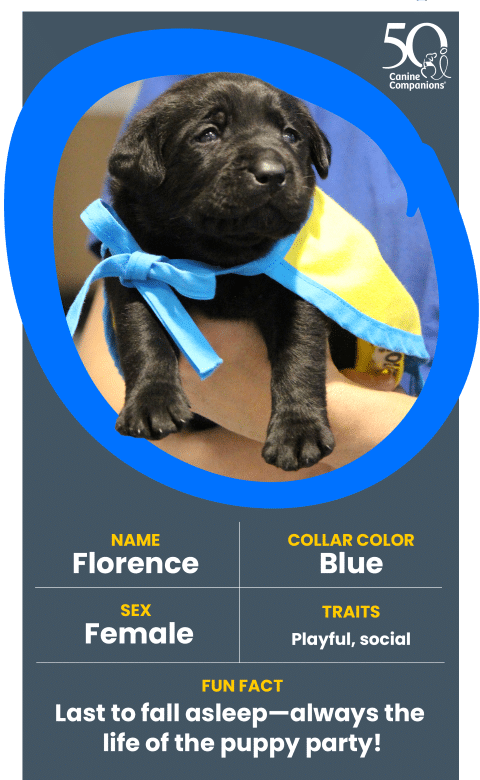 A black Labrador puppy named Florence is being held by a person. The puppy wears a blue collar and a yellow bandana. It has a playful and social demeanor, and there is a fun fact stating that Florence is the last to fall asleep, always the life of the puppy party.