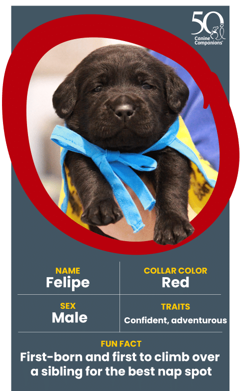 A black Labrador puppy named Felipe wearing a blue collar, looking at the camera. He has a confident and adventurous expression, with a playful attitude that reflects his fun fact of being the first-born puppy.