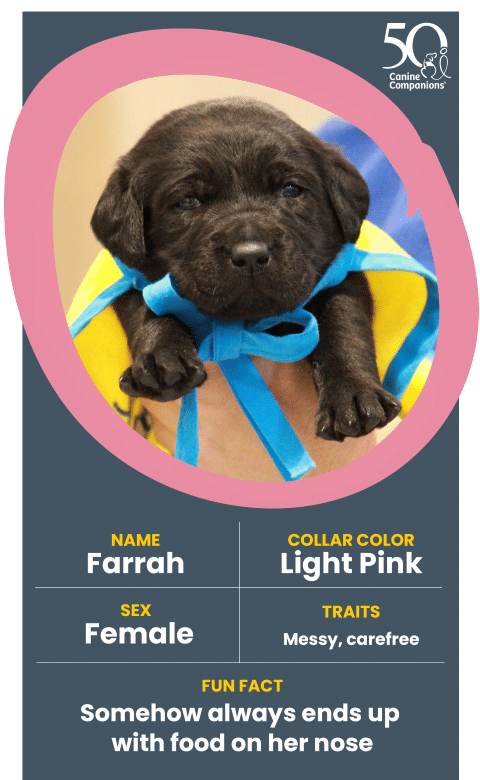 A small black Labrador puppy named Farrah, wearing a light blue collar and draped in a yellow garment, with a playful expression and a bit of food on her nose, is being held by a person who is out of the frame.