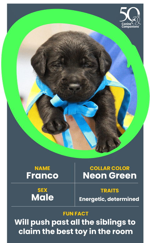 A playful black puppy named Franco, wearing a neon green collar, is being held with a blue ribbon around its neck. The puppy has a determined expression and is characterized as energetic, with a fun fact stating he will push past his siblings to claim the best toy.