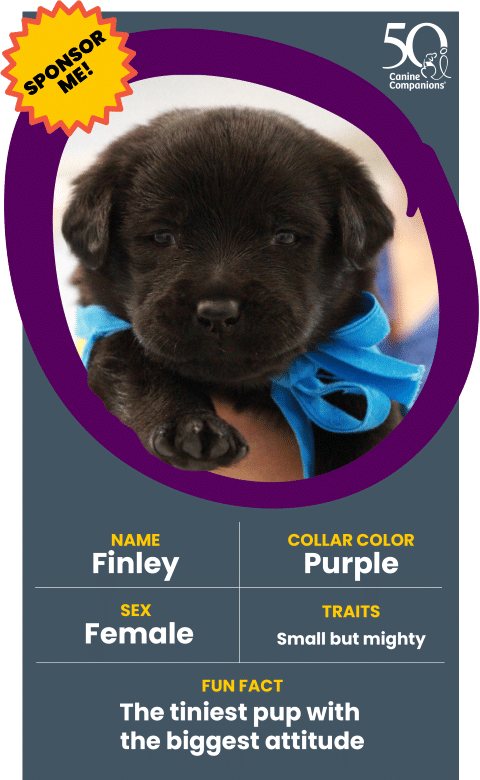 A small black puppy named Finley, wearing a blue collar, with soft fur and a playful expression, accompanied by details about her being female, her collar color, traits, and a fun fact about her personality as the tiniest pup with the biggest attitude.