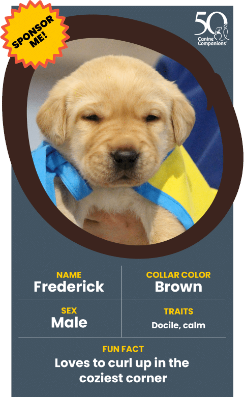 A close-up of a light brown Labrador puppy named Frederick, wearing a blue and yellow cape. The puppy has a calm expression and is being held by a person. A graphic states "Sponsor Me!" at the top.