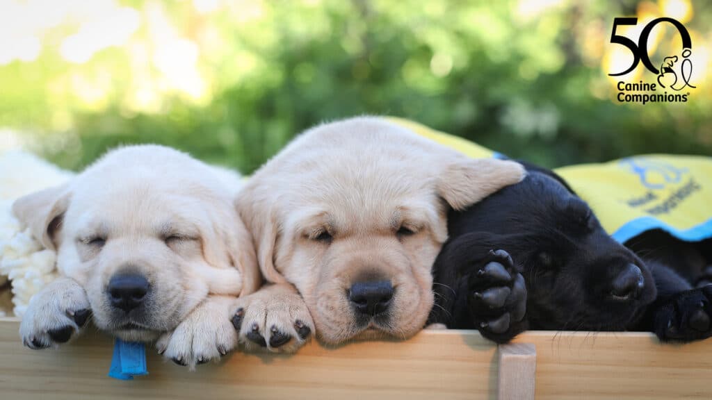 Three sleeping Labrador puppies, two yellow and one black, resting their heads on a wooden surface, with soft fur and relaxed expressions, against a blurred green background. A yellow and blue blanket is partially visible on the right, along with a logo celebrating 50 years of Canine Companions in the top right corner.