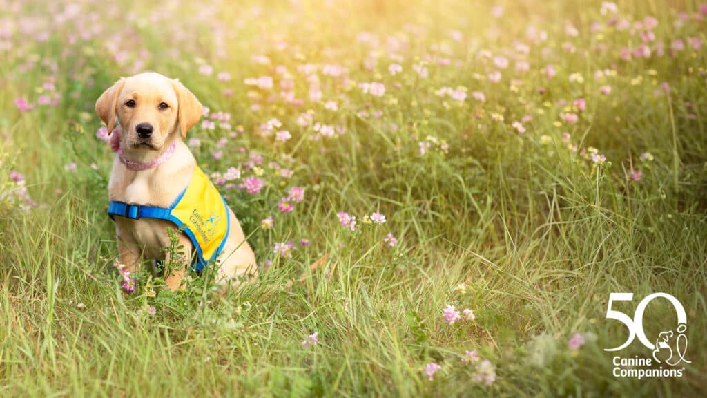 A yellow Labrador puppy wearing a blue harness and a yellow vest sits in a grassy field adorned with pink and white flowers, exuding a curious expression; a logo for '50 Canine Companions' is featured at the bottom right corner of the image.