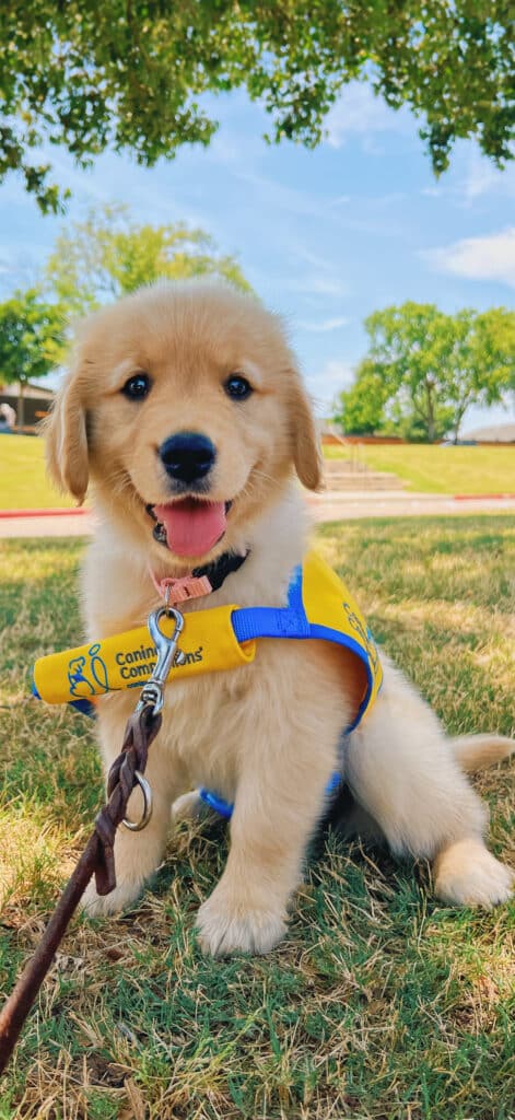 A golden retriever puppy sitting on green grass, wearing a yellow and blue harness with the logo of 'Canine Companions', smiling with its tongue out, under a blue sky and trees in the background.