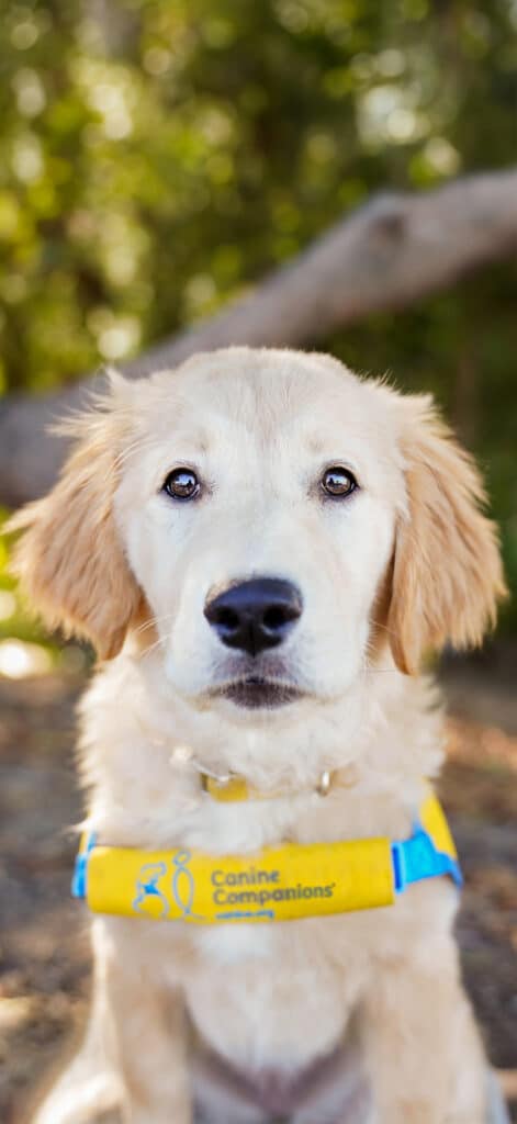 A golden retriever puppy wearing a blue and yellow vest labeled "Canine Companions" is gazing directly at the camera, surrounded by greenery in a blurred background.