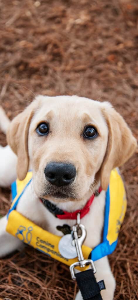 A close-up of a yellow Labrador Retriever puppy with big dark eyes, wearing a yellow and blue vest with a logo that reads 'Canine Companions.' The puppy has a black collar and a red bandana, sitting on a bed of brown pine needles.