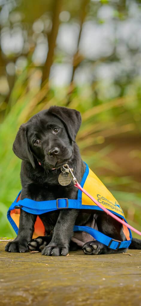 A black Labrador puppy wearing a bright yellow and orange vest with blue straps sits on a wooden surface. The puppy has a curious expression and is looking at the camera, surrounded by green foliage in the background.