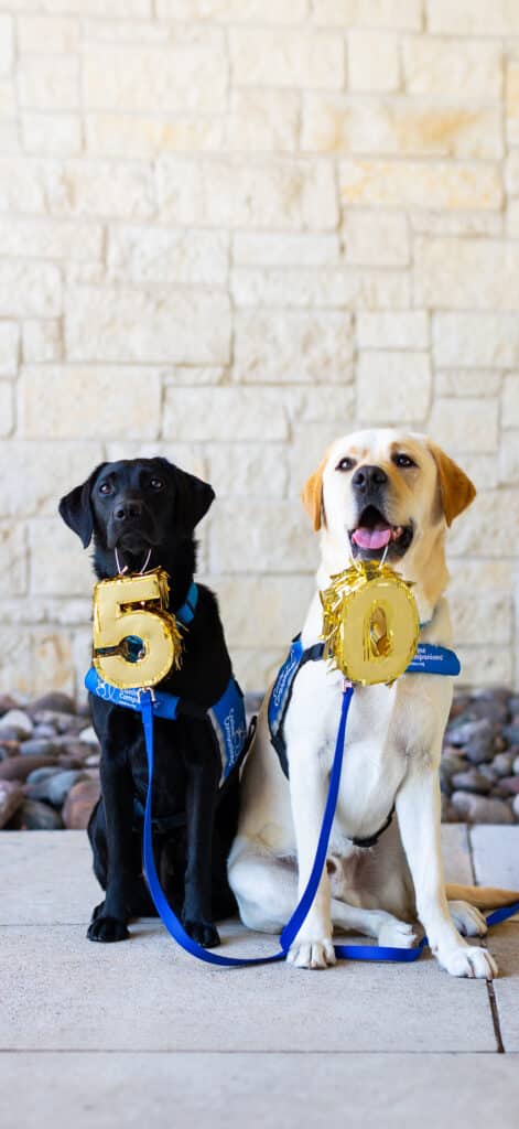 A black Labrador and a yellow Labrador sit side by side, each holding a shiny gold number, the black dog has a '5' and the yellow dog has a '0', both wearing blue harnesses against a stone wall backdrop.