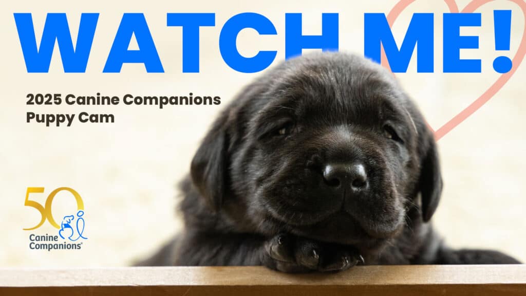 A close-up of a black puppy resting its head on a wooden surface, with text overlay that reads 'WATCH ME!' and '2025 Canine Companions Puppy Cam', along with a 50th anniversary logo for Canine Companions in the bottom left corner.