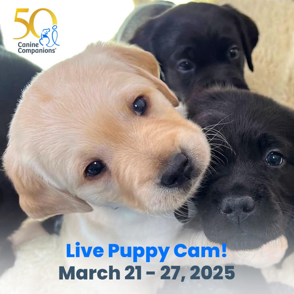 Three playful puppies, including a tan labrador and two black labs, are shown in close-up, with a text overlay promoting a Live Puppy Cam event from March 21 to 27, 2025.