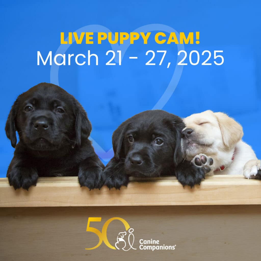 Three adorable puppies resting on a wooden surface, with two black Labradors and one yellow Labrador. Above them is the text 'LIVE PUPPY CAM!' and dates 'March 21 - 27, 2025', set against a blue background, and a 50th anniversary logo for Canine Companions in the bottom corner.