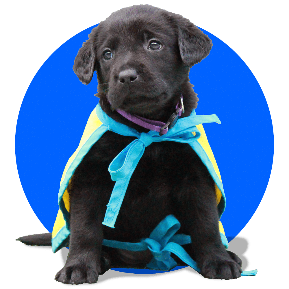 A black Labrador puppy wearing a bright yellow and blue cape sits against a blue circular background, looking curiously at the camera.