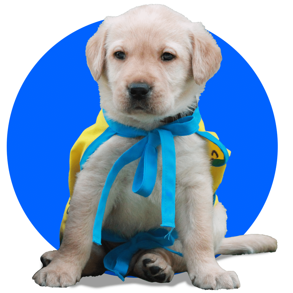 A light-colored Labrador puppy wearing a yellow cape with blue ribbons, sitting against a blue circular background, looking directly at the camera with a neutral expression.