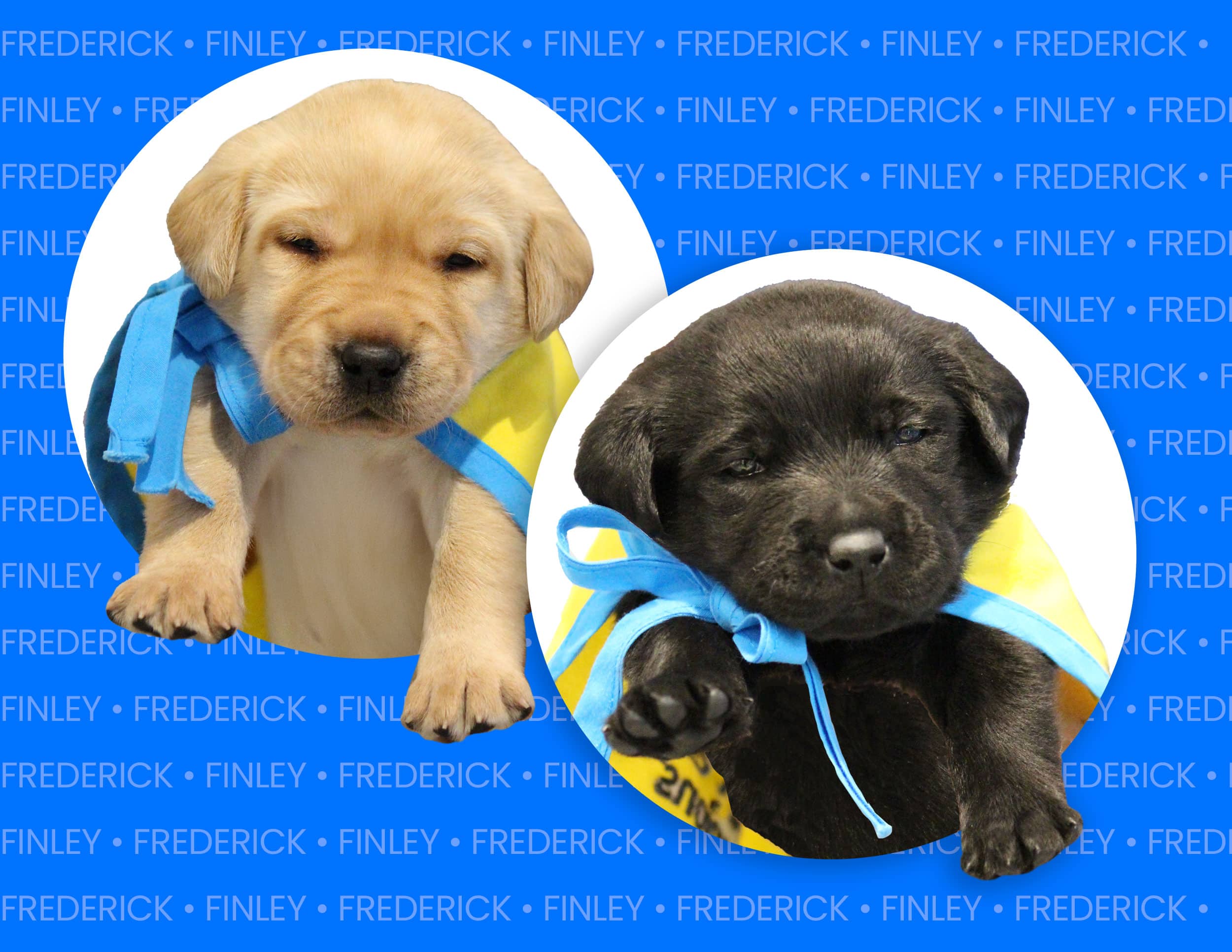 Two puppies, one yellow and one black, wearing blue bows and yellow capes, set against a bright blue background with repeating text. The yellow puppy has a playful expression while the black puppy appears calm.