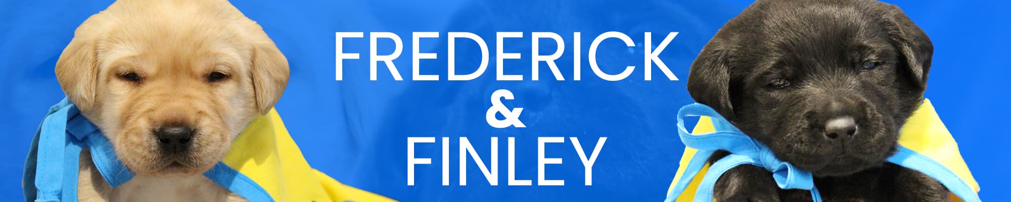 Two adorable Labrador puppies, one yellow and one black, wearing blue ribbons, set against a bright blue background with their names, Frederick & Finley, displayed prominently.