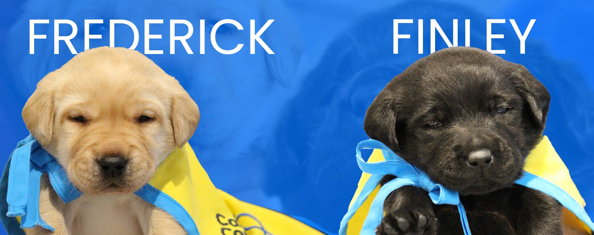 Two Labrador puppies wearing yellow capes with blue straps, one light-colored named Frederick on the left, and one black-colored named Finley on the right, set against a blue background.