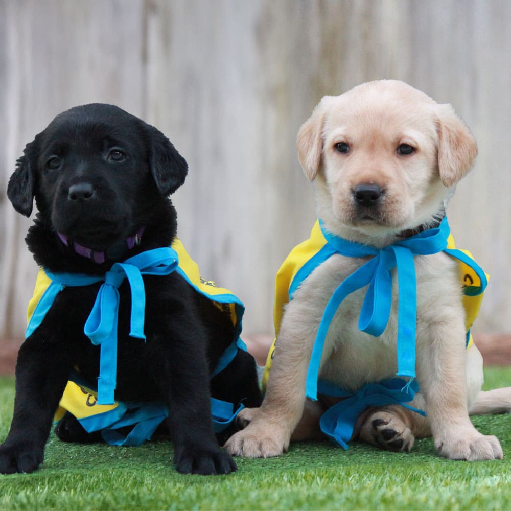 Two puppies, a black Labrador on the left and a yellow Labrador on the right, wearing matching yellow capes with blue ribbons. They are sitting on green grass with a blurred wooden background.