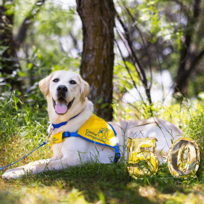 A yellow Labrador Retriever wearing a blue harness with a bright yellow vest that reads 'Canine Companions' lies on the grass, with wooden numbers '50' next to it, set against a backdrop of trees and dappled sunlight.