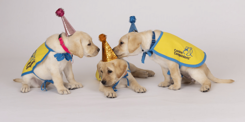 Three adorable yellow Labrador puppies wearing yellow capes with blue trim, each adorned with festive party hats in pink, blue, and orange, interact playfully on a light backdrop.