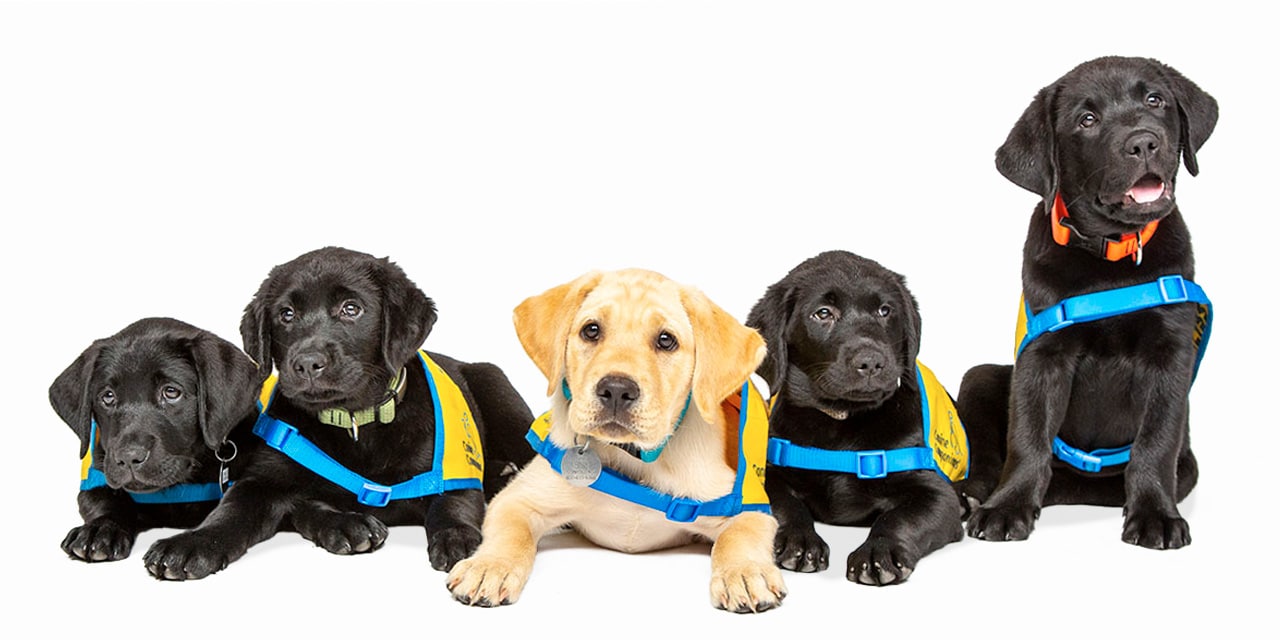 Five Labrador Retriever puppies, three black and two yellow, are wearing blue and yellow harnesses, sitting closely together on a white background.