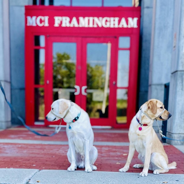 Two dogs, one white and one yellow, sit on the ground in front of a red building entrance marked 'MCI FRAMINGHAM' with large glass doors and grassy landscaping visible behind them.