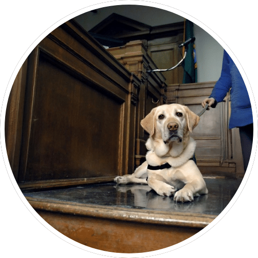 A yellow Labrador retriever lying on the floor in a courtroom setting, near wooden benches and a podium, with a person partially visible holding a leash.