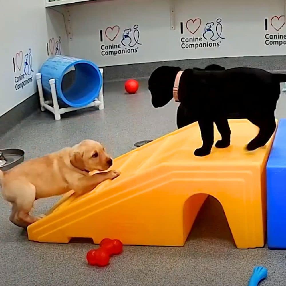 A yellow Labrador puppy is climbing up a bright orange ramp while a black Labrador puppy stands at the top, inside a play area with toys scattered around.