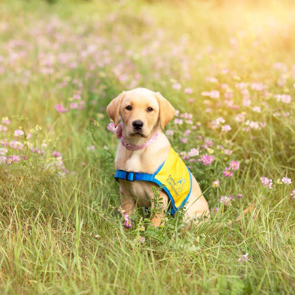 A young yellow Labrador Retriever puppy wearing a yellow vest with a blue harness sits in a grassy field decorated with pink flowers, looking directly at the camera.