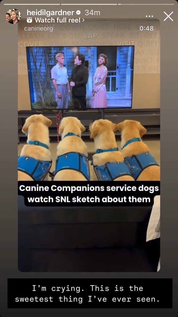 Four Labrador retriever service dogs wearing blue vests sit in front of a television, watching a Saturday Night Live sketch while their backs are turned toward the camera.