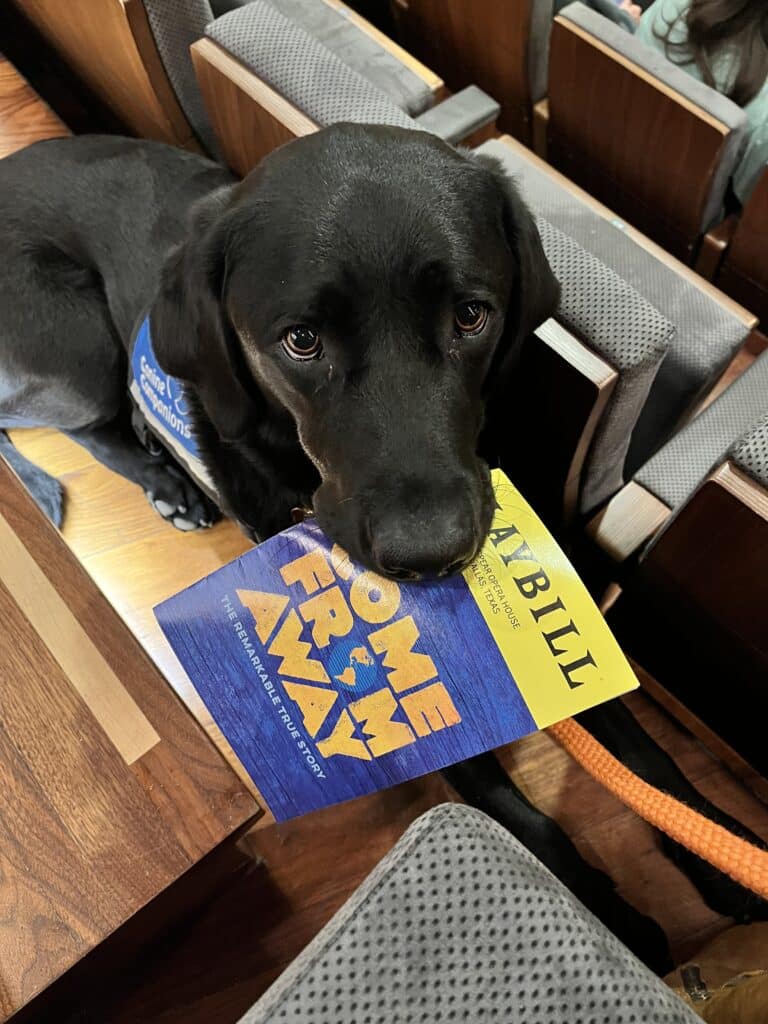 A black Labrador retriever holding a playbill for the musical 'Come From Away' in its mouth, sitting in a theater seat with a textured gray cushion in the background, while people are seated in the rows behind.
