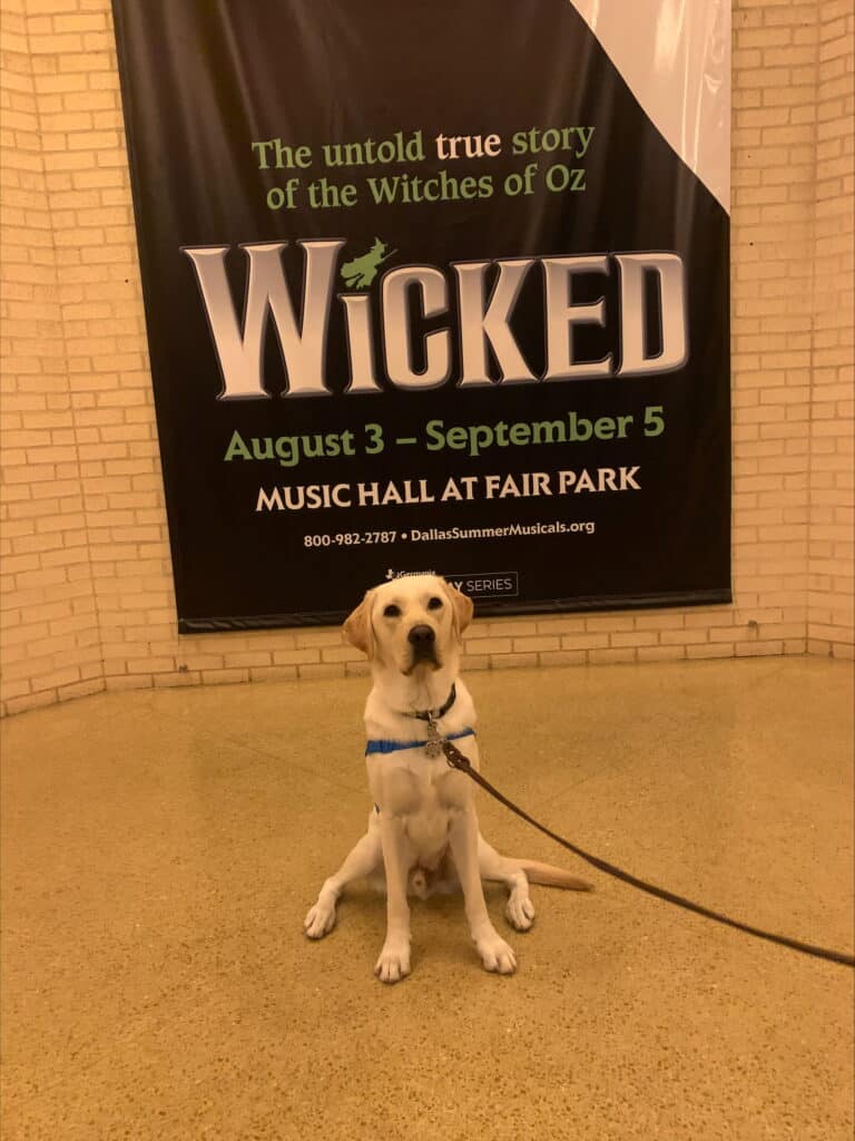 A Labrador Retriever sitting obediently in front of a large promotional banner for the musical "Wicked," which features information about the show dates and venue, with a tiled floor and brick wall in the background.
