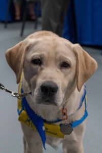 A light-colored Labrador Retriever wearing a blue bandana with yellow accents and a tag, looking directly at the camera in a room with people and blue tables in the background.