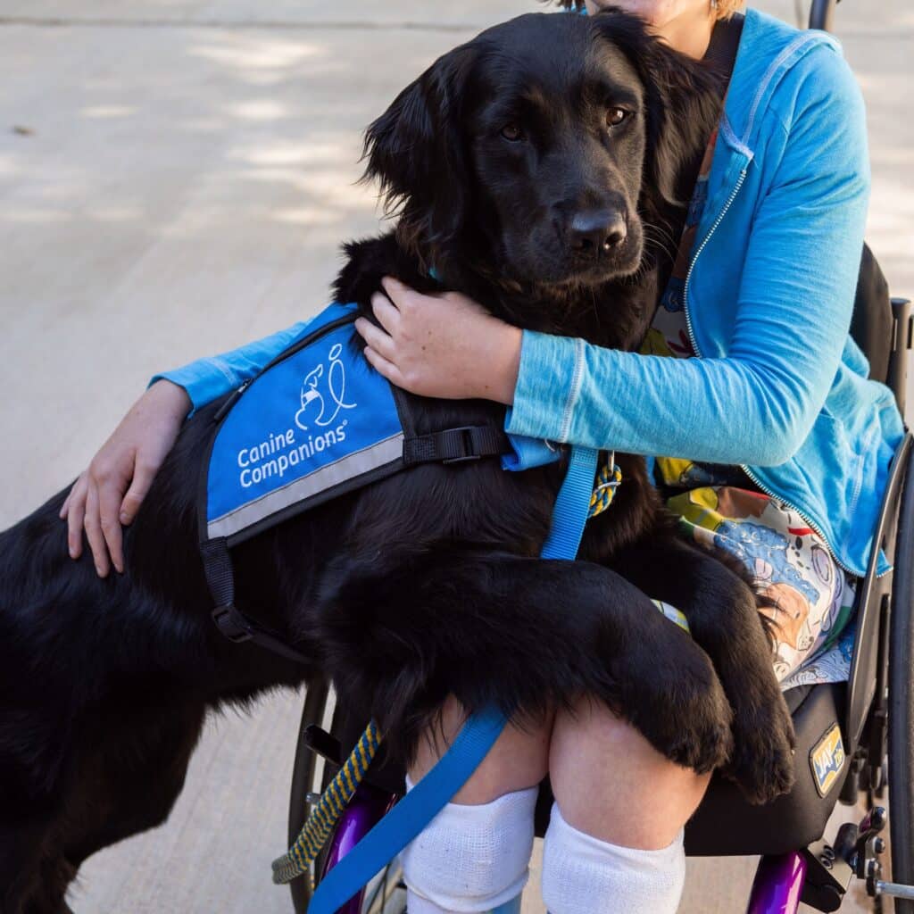 A black retriever service dog with a blue vest labeled 'Canine Companions' sits comfortably on the lap of a person in a wheelchair, who has their arm around the dog. The setting appears to be outdoors on a concrete surface.