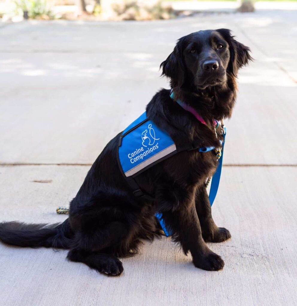 A black dog wearing a blue harness with the logo of 'Canine Companions' sits on a paved surface, surrounded by greenery in the background.