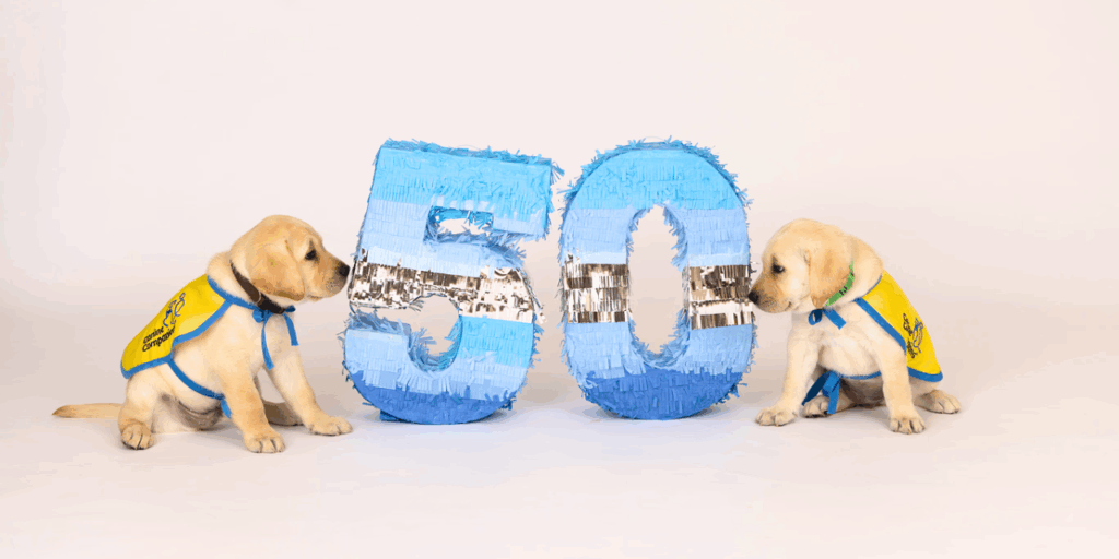 Two yellow Labrador puppies wearing yellow capes sit beside a large blue and white piñata shaped like the number 50, with one puppy curiously looking at the piñata.