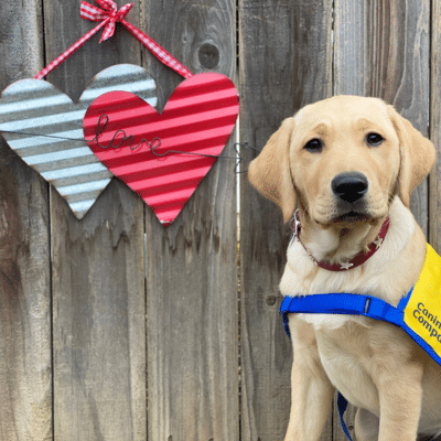 A yellow Labrador retriever wearing a blue service vest sits in front of a wooden fence, adorned with two striped heart decorations, one red and one blue, with the word 'love' written on the blue heart.