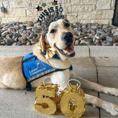 A Labrador Retriever wearing a blue vest with the logo 'Canine Companions' is decorated with a sparkly crown reading 'HIS 50' and posing happily beside golden number '50' decorations on a stone surface.
