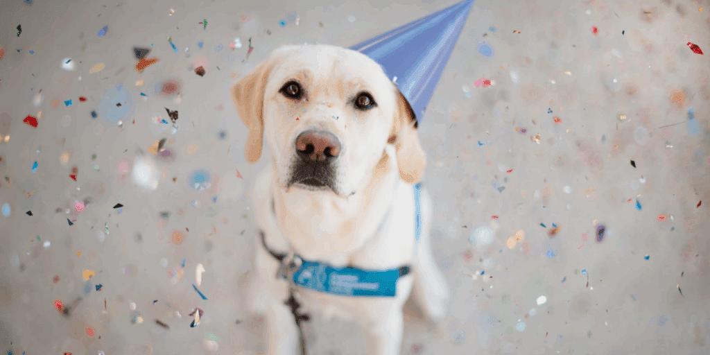A Labrador retriever wearing a purple party hat sits in the center of the image, surrounded by colorful confetti scattered in the air.
