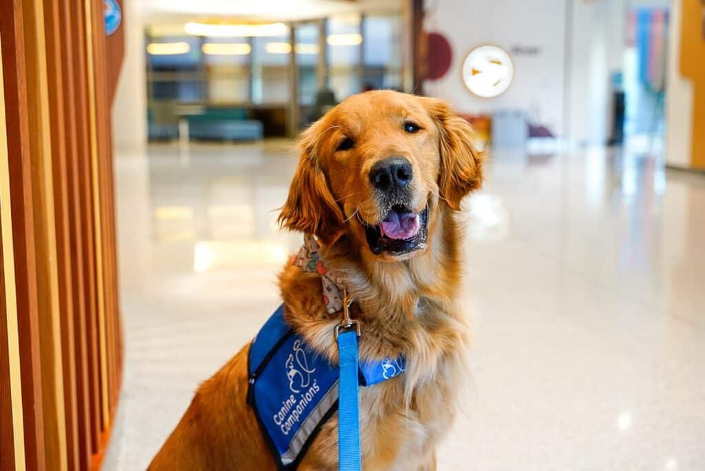 A golden retriever wearing a blue vest with 'Canine Companions' written on it, smiling in a bright, modern indoor setting with light-colored flooring and subtle decorative elements in the background.