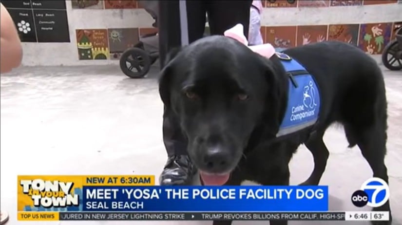 A black Labrador Retriever wearing a blue vest with a 'Canine Companions' logo and a pink bow, standing in front of a wall with colorful artwork, introduced as 'Yosa the Police Facility Dog' in Seal Beach.