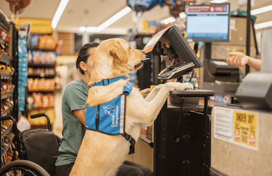 A service dog wearing a blue harness is standing on a checkout counter while accompanying a person in a wheelchair at a grocery store; the setting includes shelves of snacks in the background.